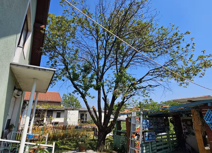 Obrezivanje i uređenje stabala u dvorištu