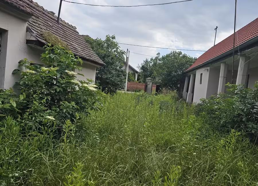 Krčenje zaraslih placeva