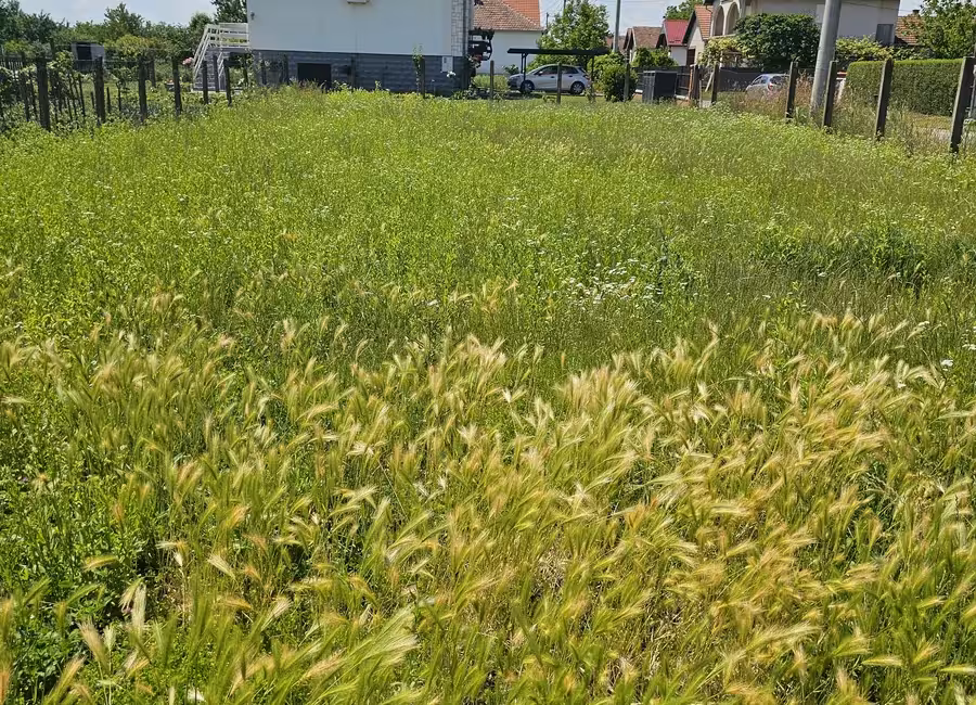 Visoka trava prije košnje